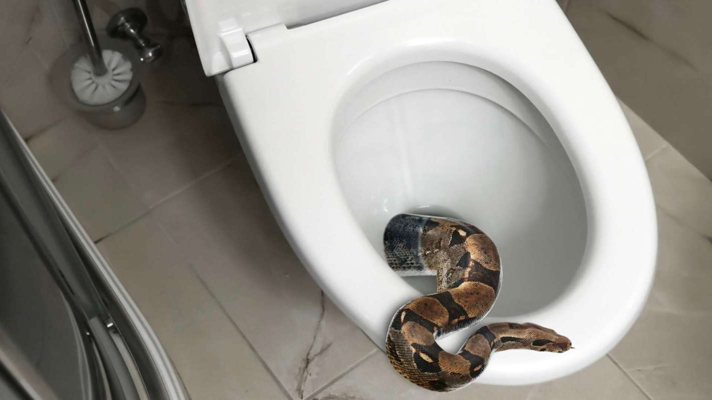 A snake is coiled inside a toilet bowl.