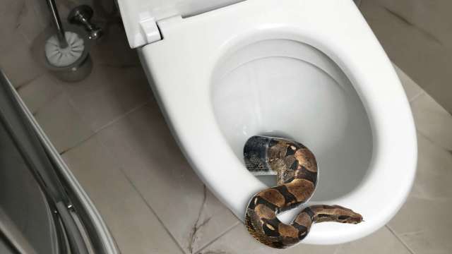 Retiree tries to flush toilet, then finds 3-foot snake coiled under the rim
