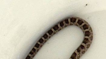 A snake with brown and tan patterns rests in a white bucket.
