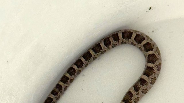 A snake with brown and tan patterns rests in a white bucket.