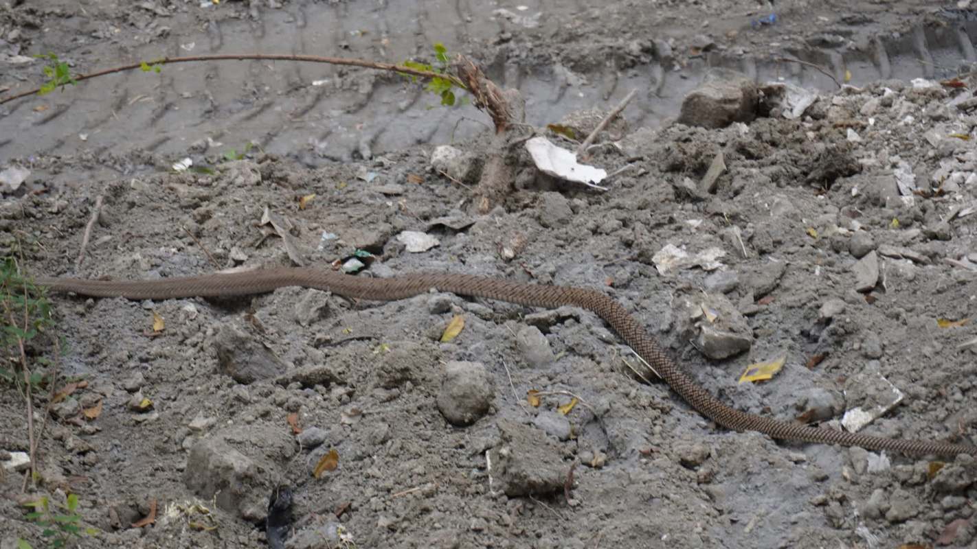 A snake slithers across a patch of disturbed soil and debris, including a tire track.