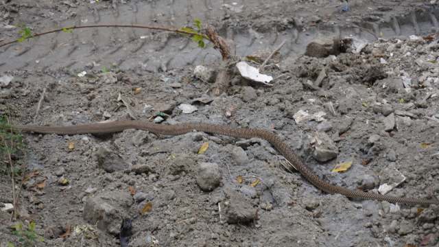 A snake slithers across a patch of disturbed soil and debris, including a tire track.