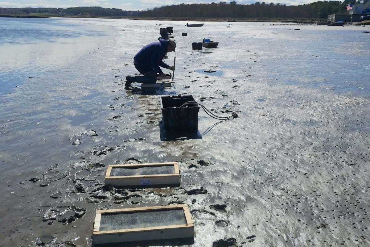 A person kneels by the water's edge, working with equipment on the muddy shoreline.