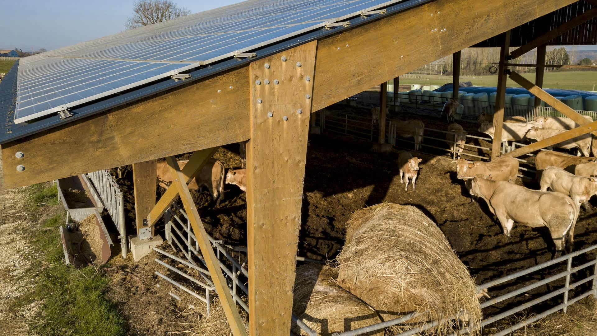 Creator rebuts anti-solar meme, says US cattle farms drain water, and can share land with panels