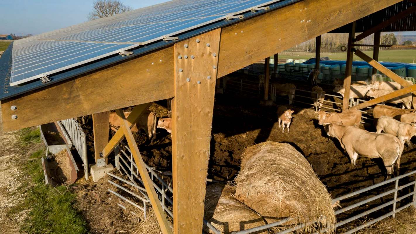 A barn with solar panels and cows inside, alongside hay bales and feeding troughs.