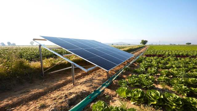 A solar panel installation next to rows of leafy crops in a field.