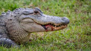 A crocodile with blood near its mouth resting on the grass.