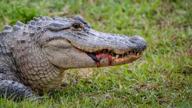 A crocodile with blood near its mouth resting on the grass.