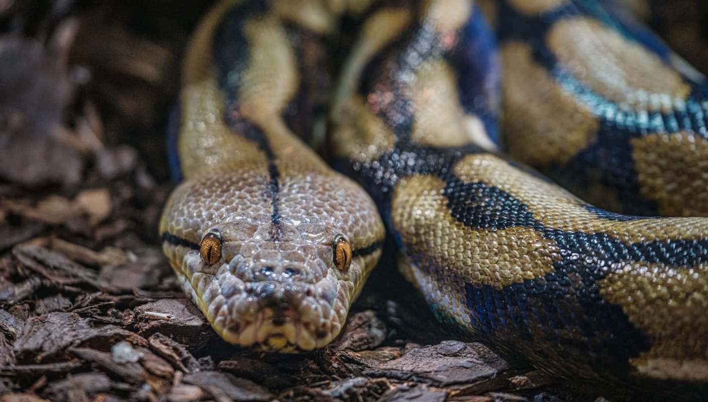 A python resting on wood chips.