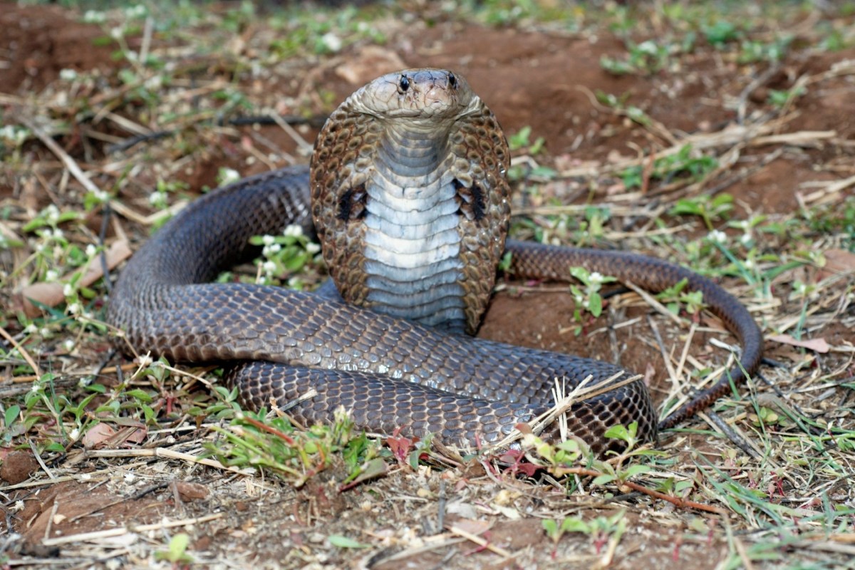 A spectacled cobra sits on the ground with its head raised