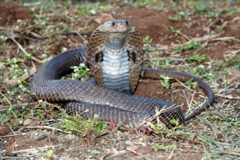 A spectacled cobra sits on the ground with its head raised