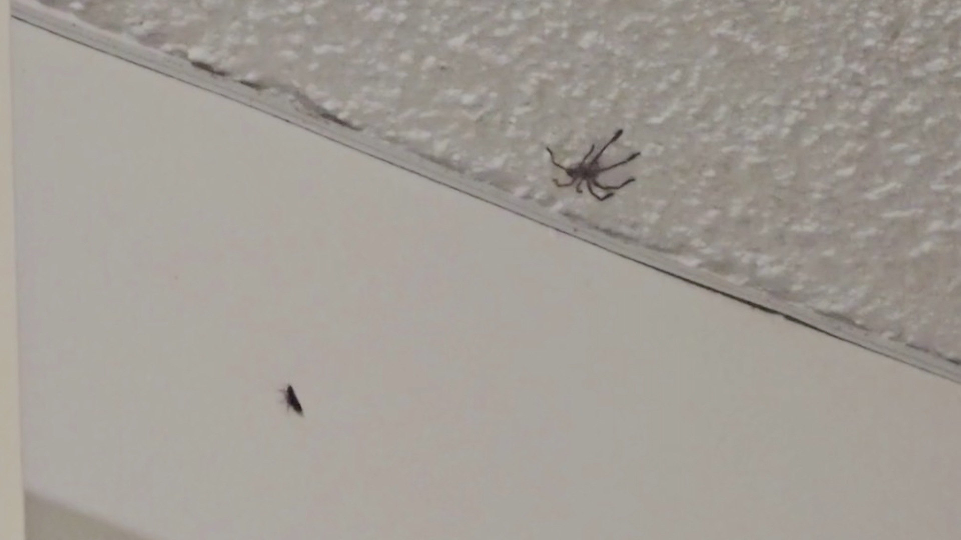 Resident lets huntsman spider stay in bedroom for pest control, then it won't eat a roach