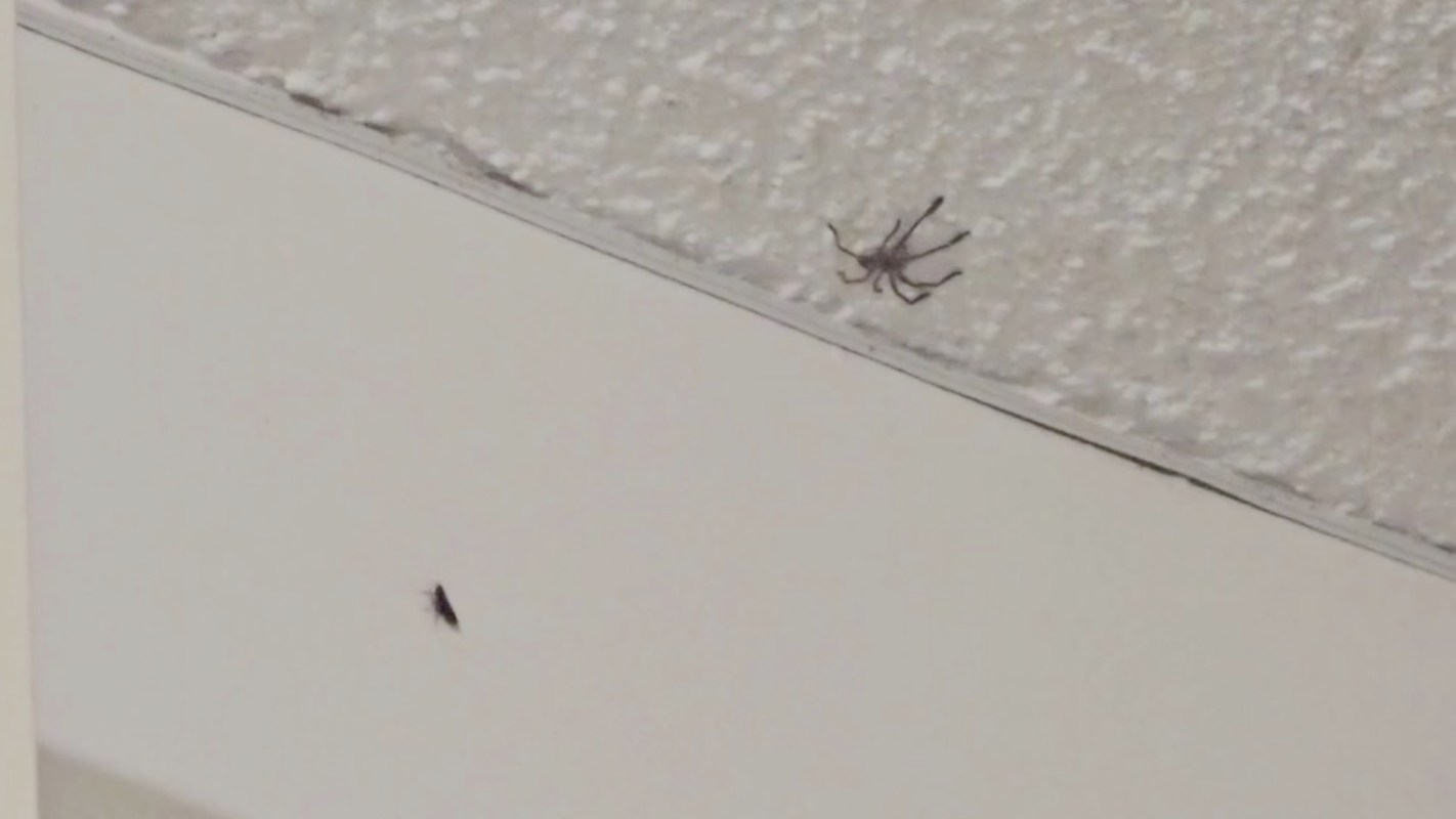 A spider and small insect on a ceiling.