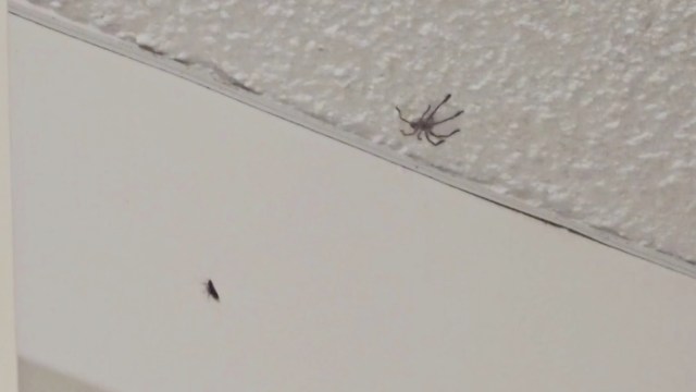 A spider and small insect on a ceiling.