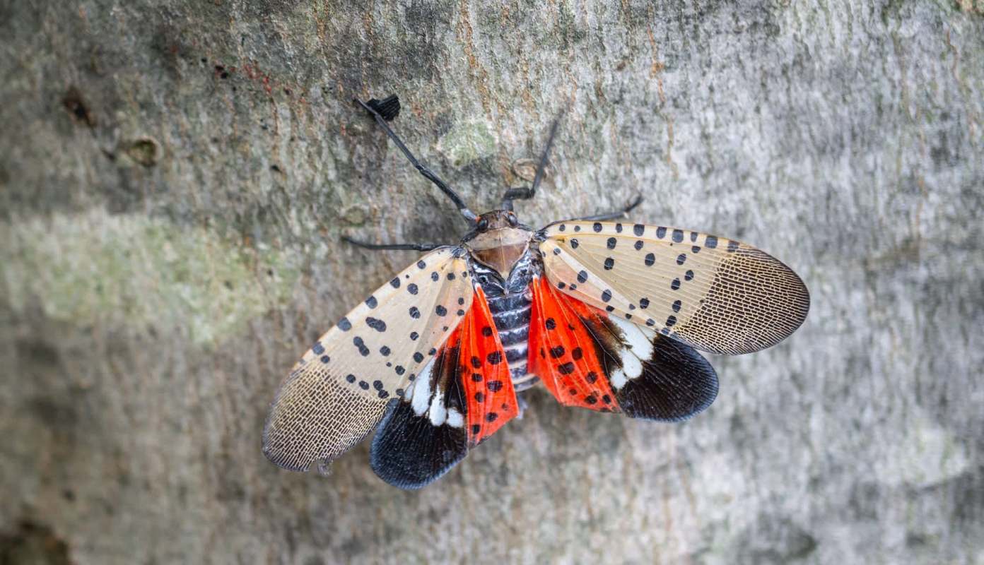 A spotted lanternfly on the surface of a tree.