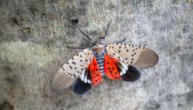 A spotted lanternfly on the surface of a tree.