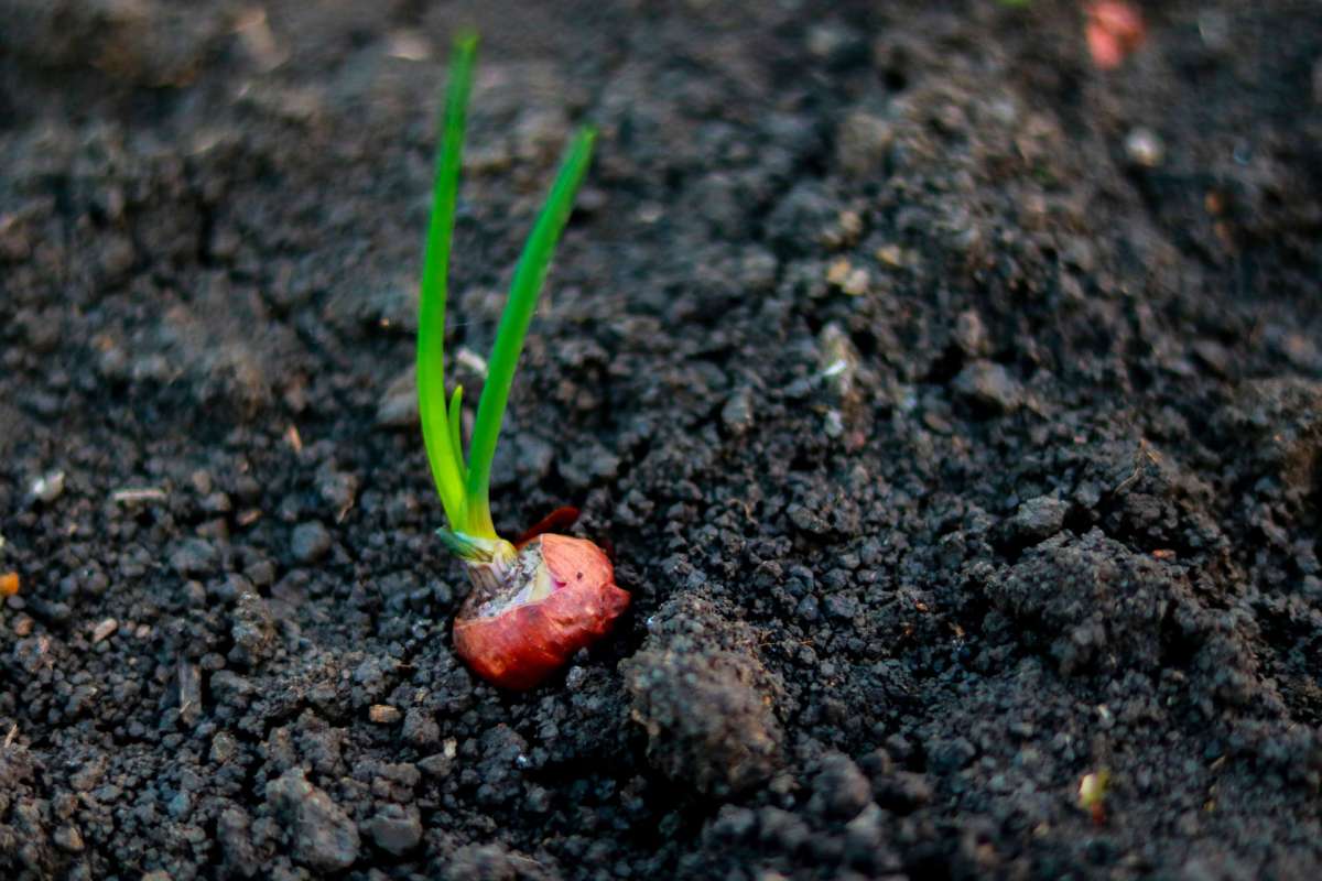 A sprouting onion plant in dark, rich soil.