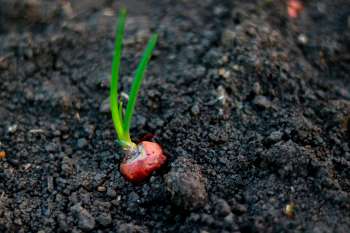 A sprouting onion plant in dark, rich soil.