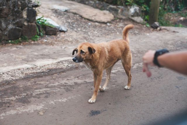 A person getting a stray dog's attention.