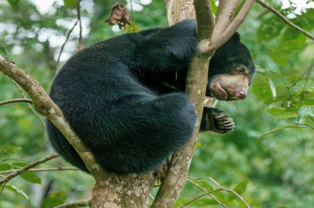 A sun bear in a tree.