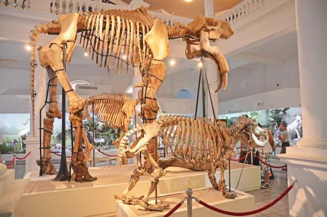 Skeletons of a mammoth and a saber-toothed cat displayed in a museum exhibit.