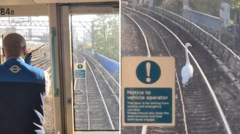A white swan walking along train tracks with a safety notice in the foreground.