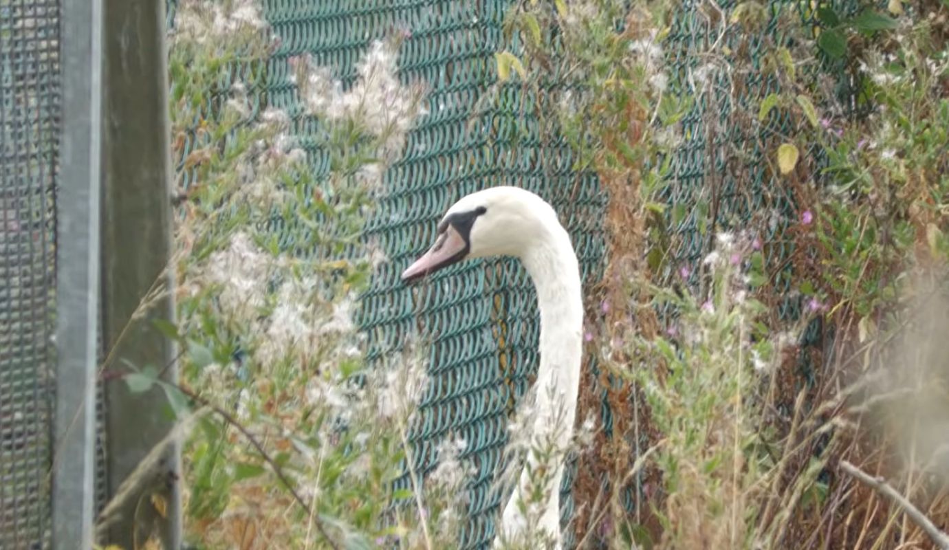 A swan.