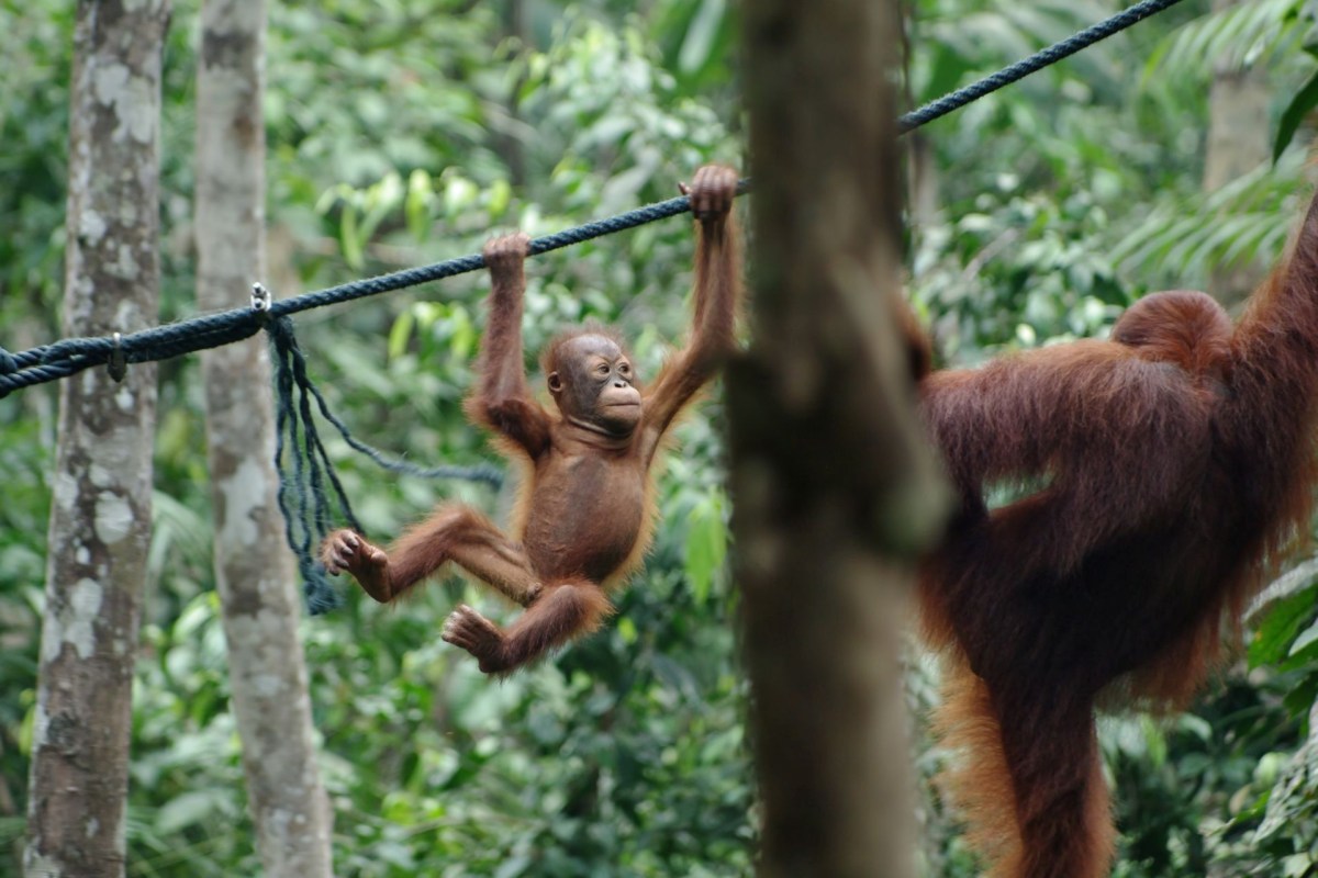 A young orangutan swings from a rope following its mother in the trees