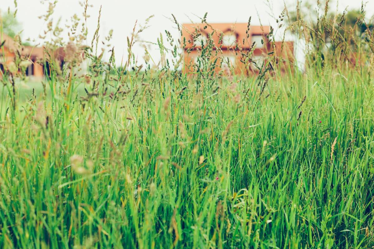 Tall grass near houses.