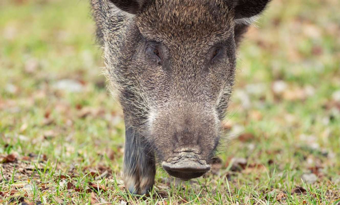 A wild boar walking on grass.