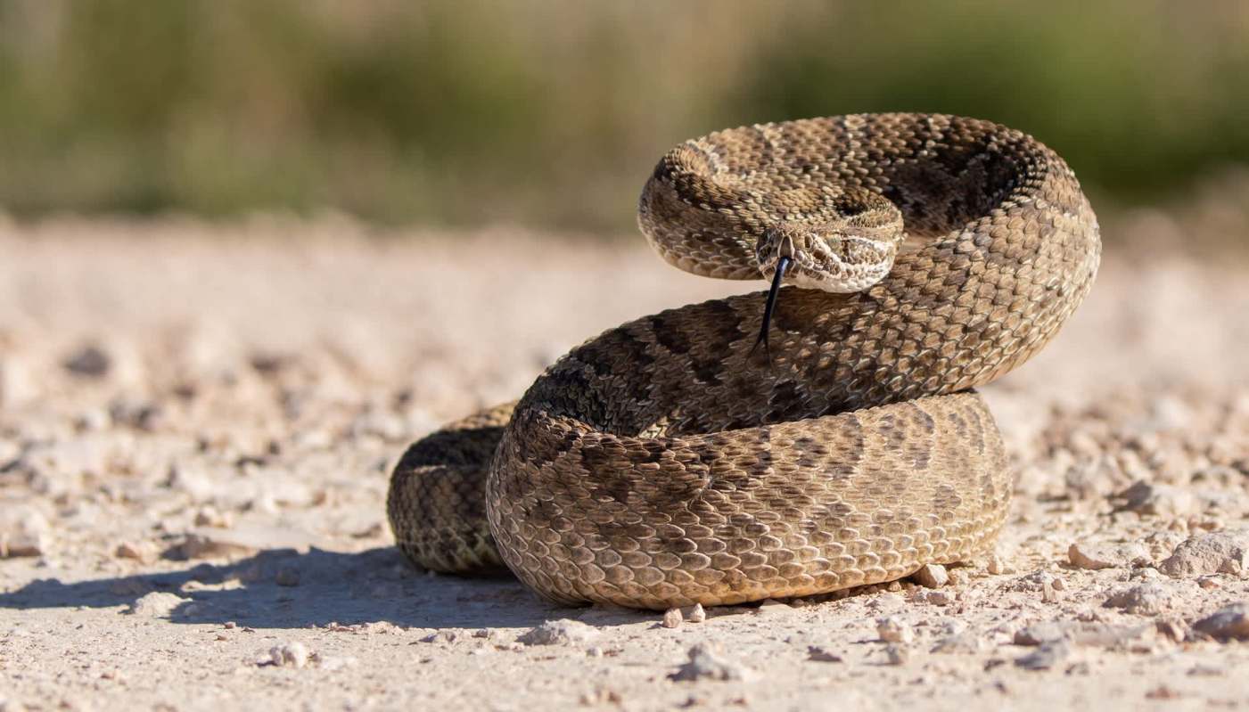 A rattlesnake coiled on the ground with its tongue extended.