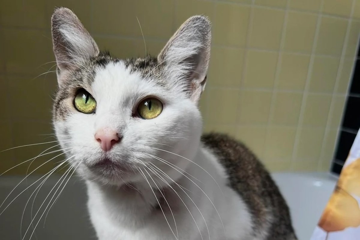 A cat with green eyes and white fur sits in a bathroom with yellow tiles.
