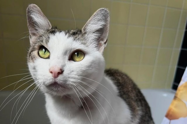 A cat with green eyes and white fur sits in a bathroom with yellow tiles.