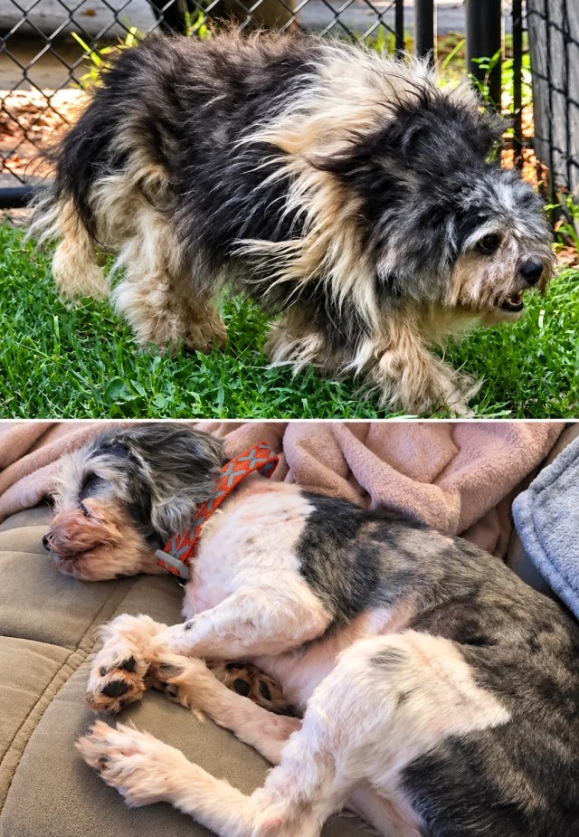 A scruffy dog.