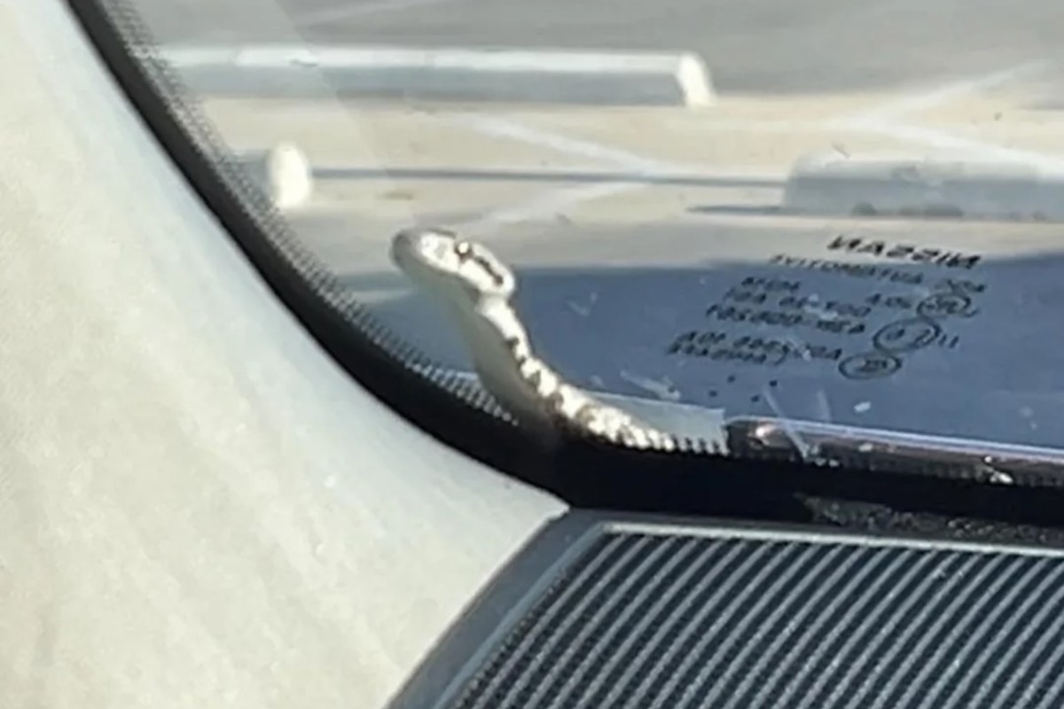 A snake on a windshield.