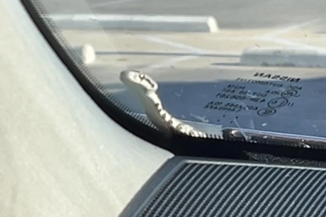 A snake on a windshield.