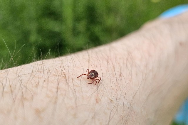 A tick crawls up a man's hairy arm