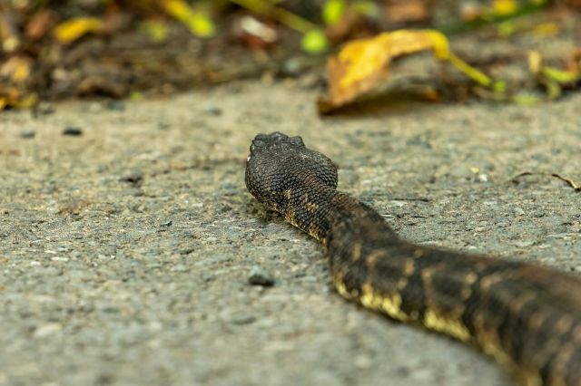 A timber rattlesnake.