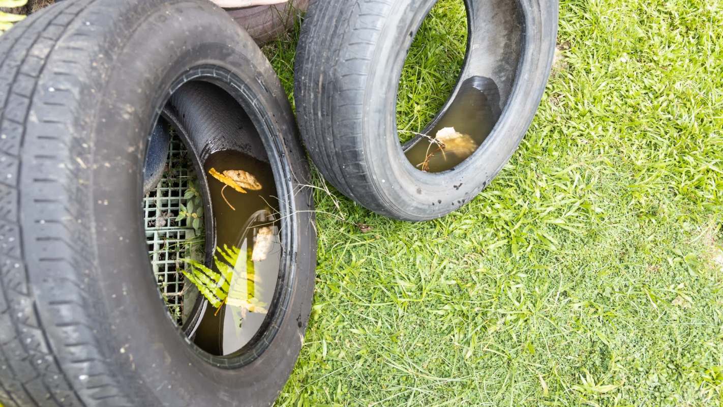 Two old tires filled with water and leaves, placed on grass.