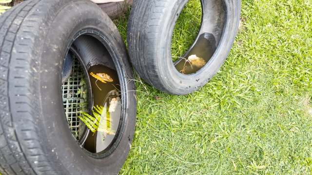 Florida county waives tire disposal fees to curb mosquito breeding and dengue risk