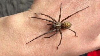 A spider crawls on a person's hand.