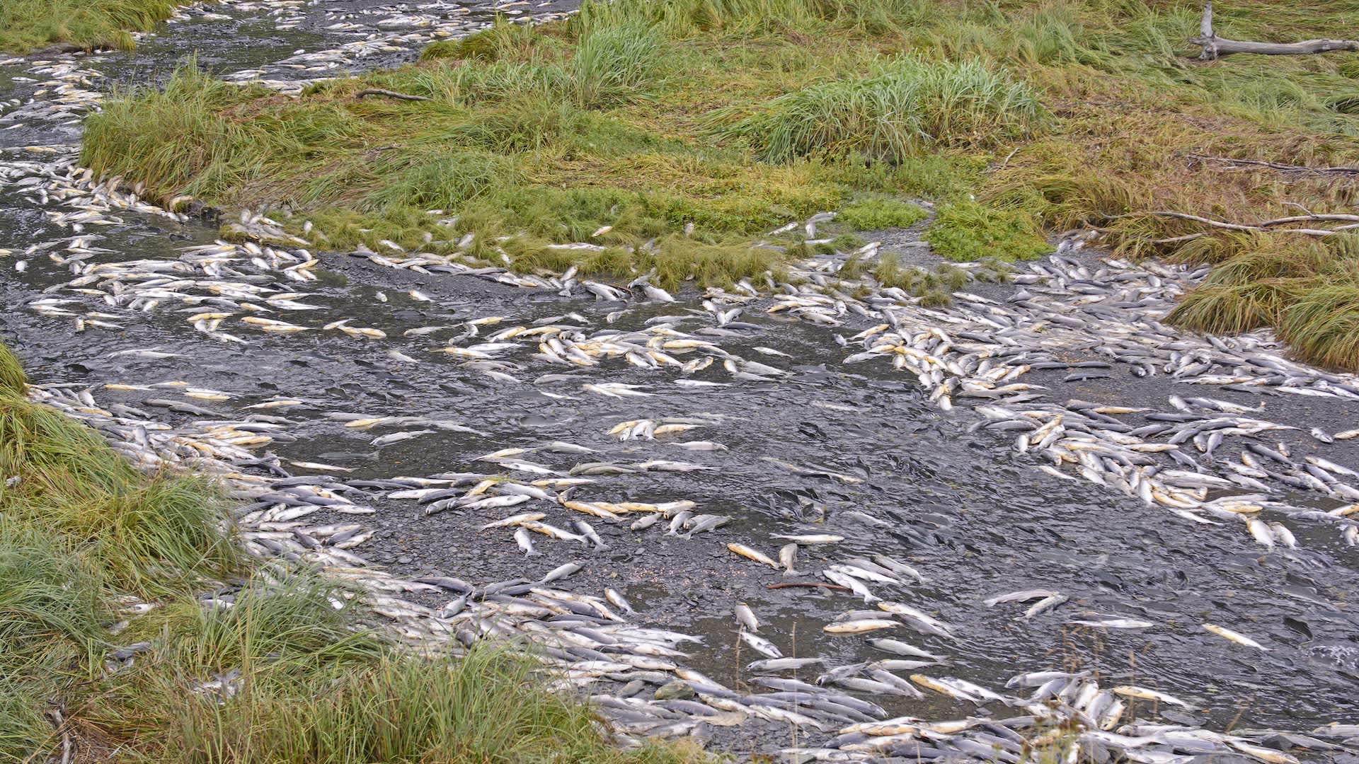 Canada biologist says toxic tire chemical killed thousands of juvenile coho salmon