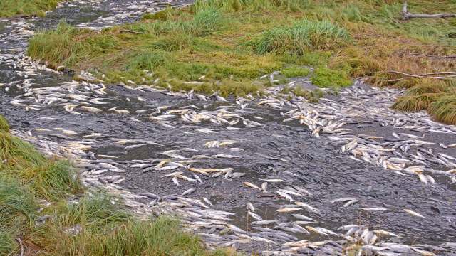A stream covered with dead fish surrounded by green grass.