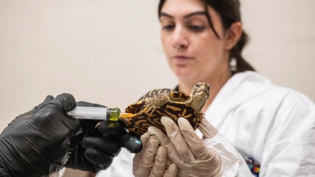 A person in gloves administers an injection to a turtle in a clinical setting.
