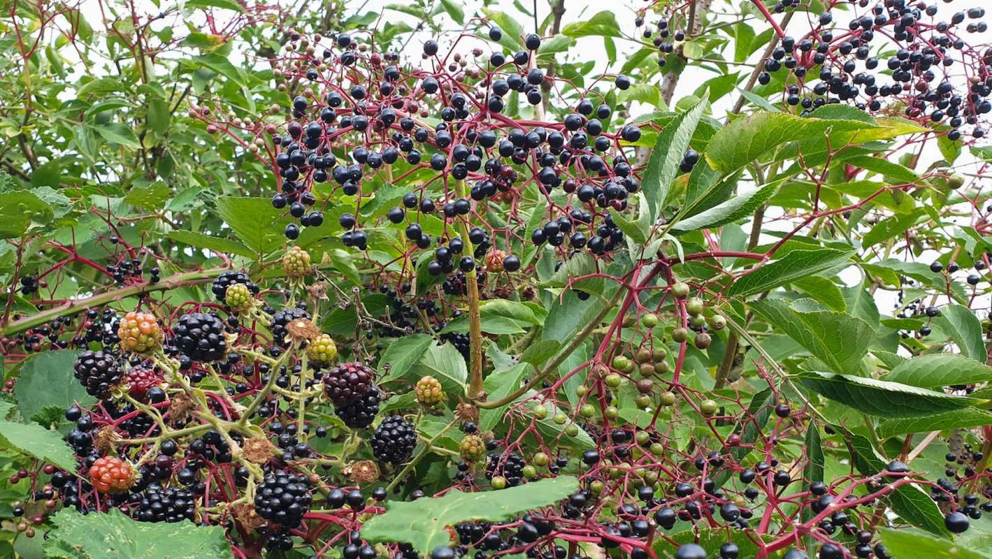 Two kinds of berries growing.