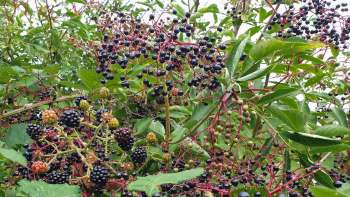 Two kinds of berries growing.