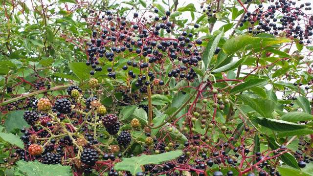 Two kinds of berries growing.