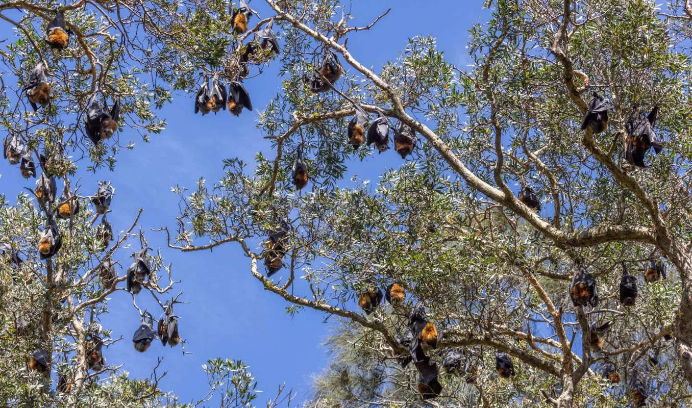 Bats hanging from branches of a tree against a blue sky.