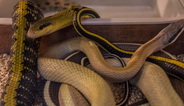 Three snakes of varying colors intertwined on a substrate of small stones.