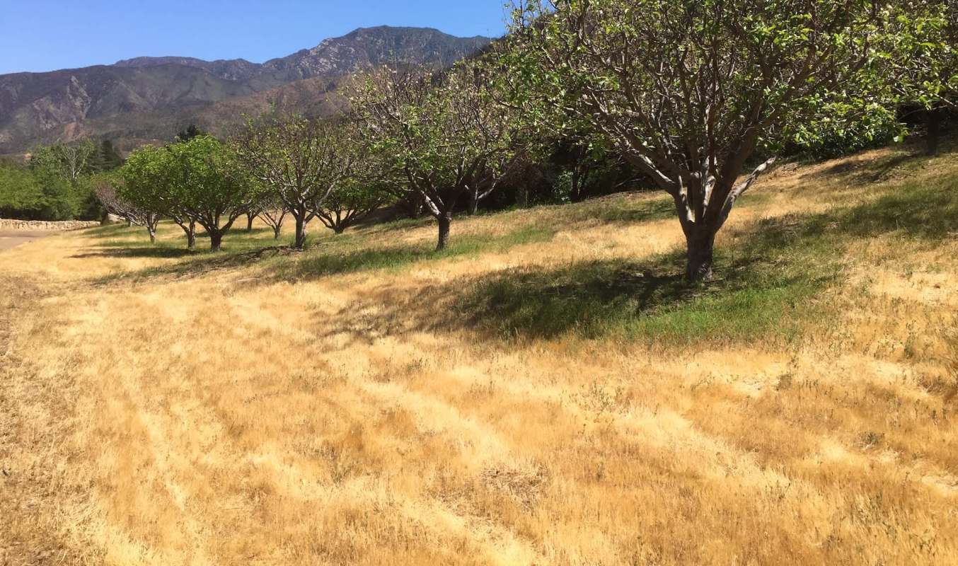 An orchard with trees on a hillside and dry grass in the foreground, set against a backdrop of mountains.